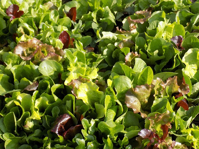 Barquette mesclun