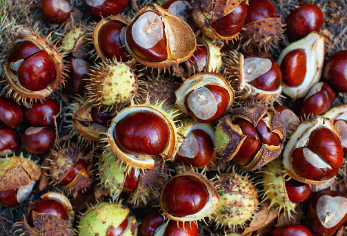 Marrons cuits vapeur