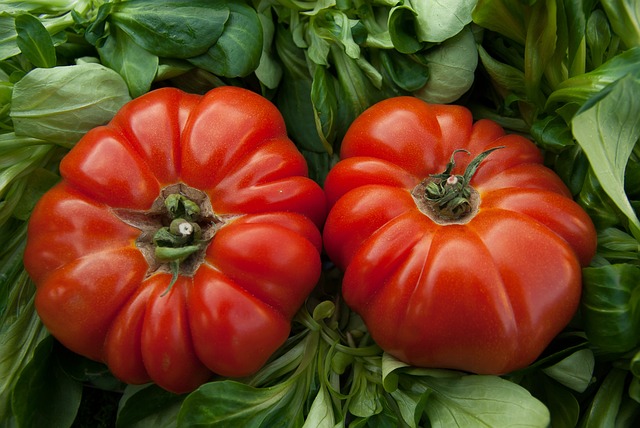 Tomates Cœur de Bœuf