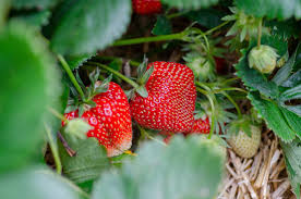 la barquette de fraise de 500g