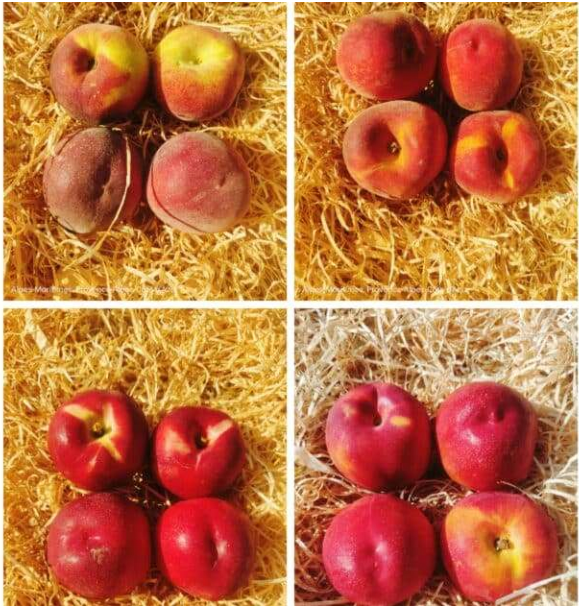 Pêches/nectarines (blanches/jaunes) Kg