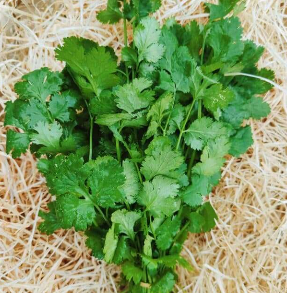 Coriandre bouquet