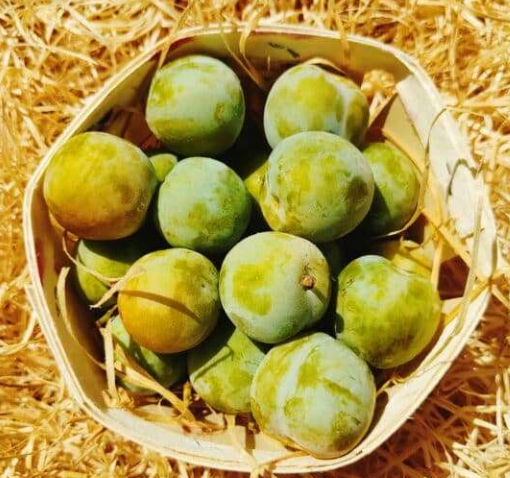 Prunes reine claude Kg