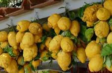 Citron 100% naturelles de Sicile caisse de 7 kg de mi novembre à mi avril