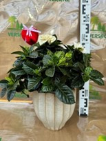 GARDENIA SANS CACHE POT 23.50€