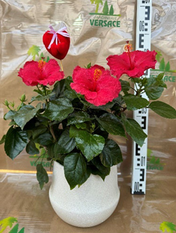 HIBISCUS SANS CACHE POT 14.75€