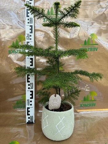 Cache pot Araucaria 10.50€