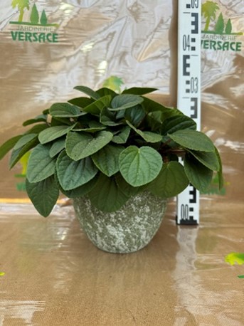 Cache pot sans Pepermia 20.65€