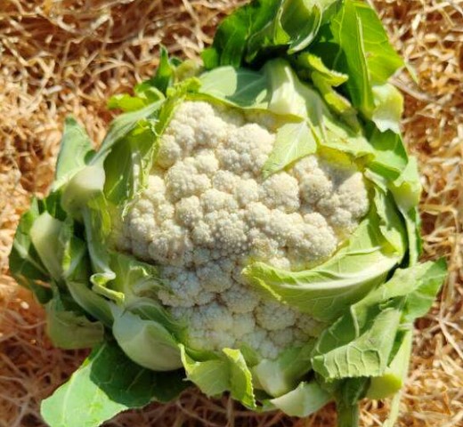 Chou fleur pièce