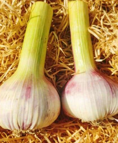 Ail nouveau blanc/violet 3 têtes