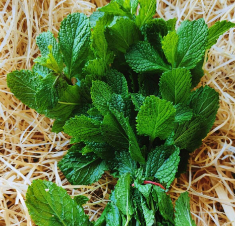 Menthe bouquet