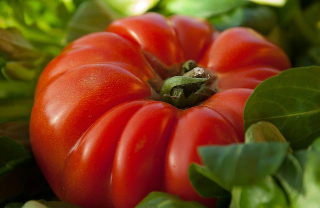 Tomate ronde Kg