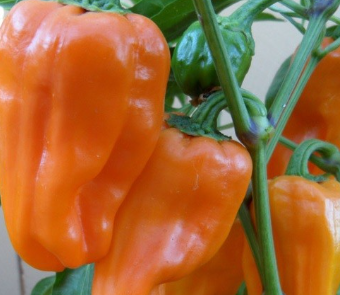 Poivron marseillais 500g