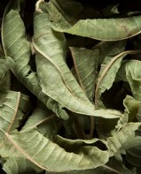 VERVEINE les 100g