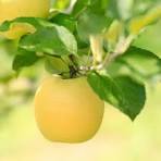 POMME INOGO BIO Jaune, sucrée et parfumée filet de 4 kg
