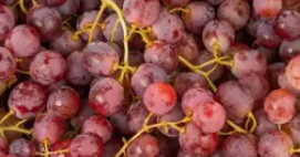Raisin "Red"