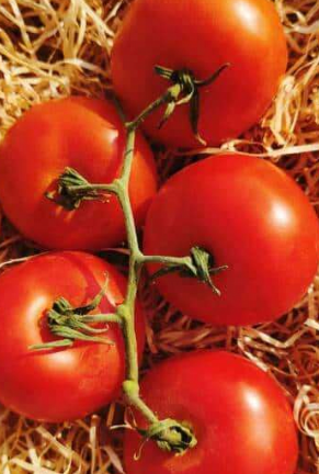 Tomates grappe