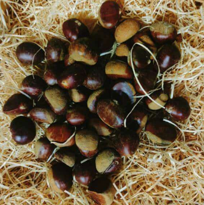 Châtaignes (marrons)