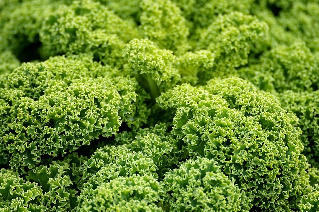 Chou Kale botte