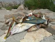 La soupe de poisson avec la rouille et les croutons