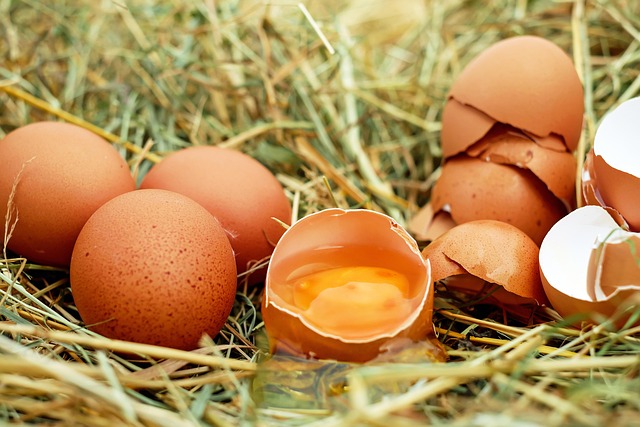 12 oeufs frais