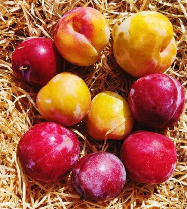 Prunes  Kg