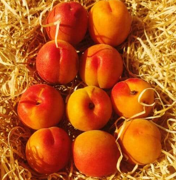 Abricots Kg