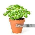 Pot de basilic